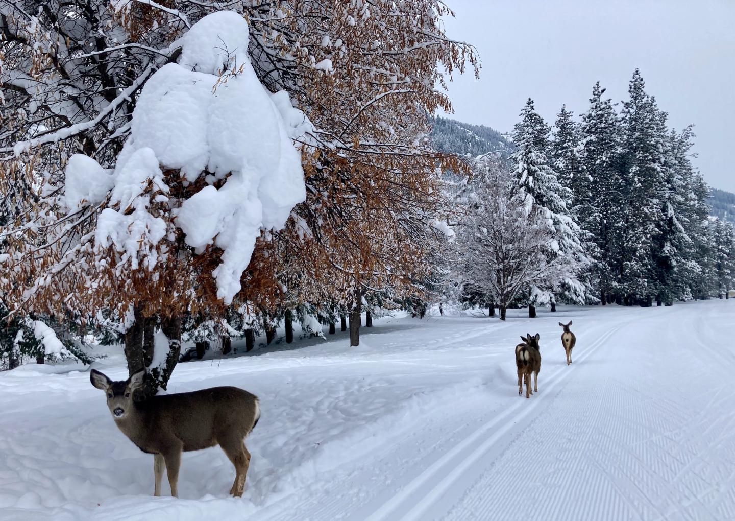 Leavenworth Winter Sports Club