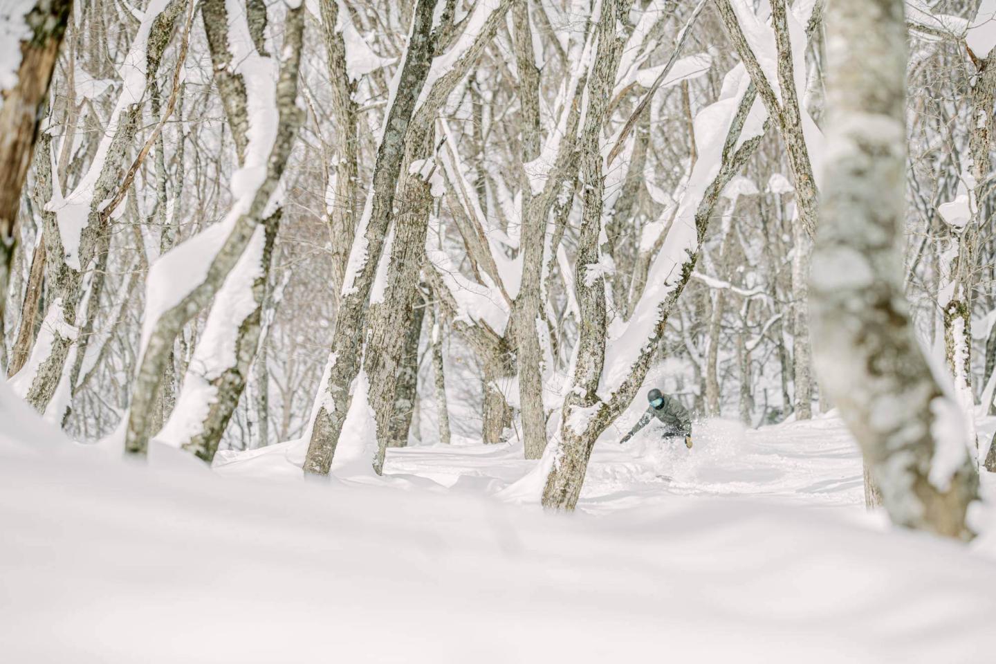 Skier in trees at Dynaland