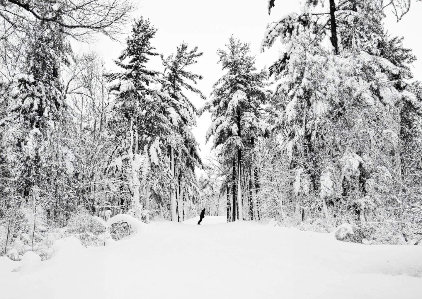 Mont Rigaud skier in snow and trees