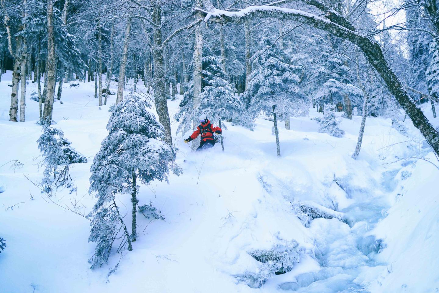Massif Du Sud skier in powder and trees