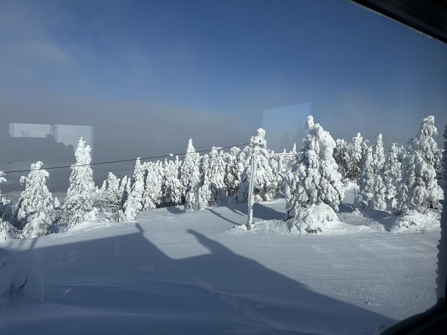 trees covered in snow