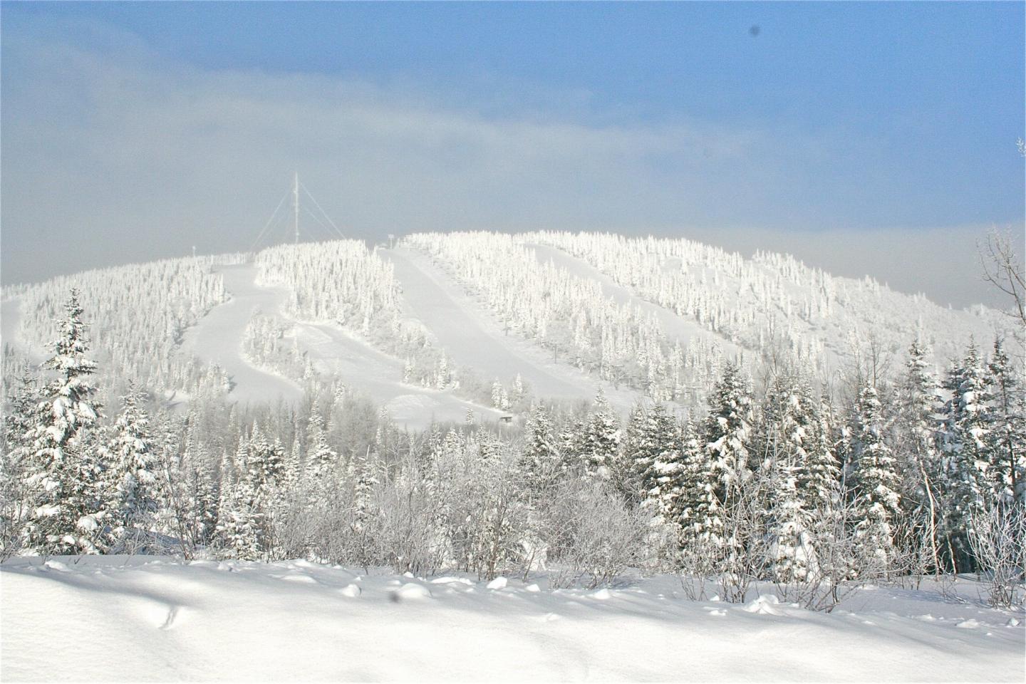landscape of trees covered in snow