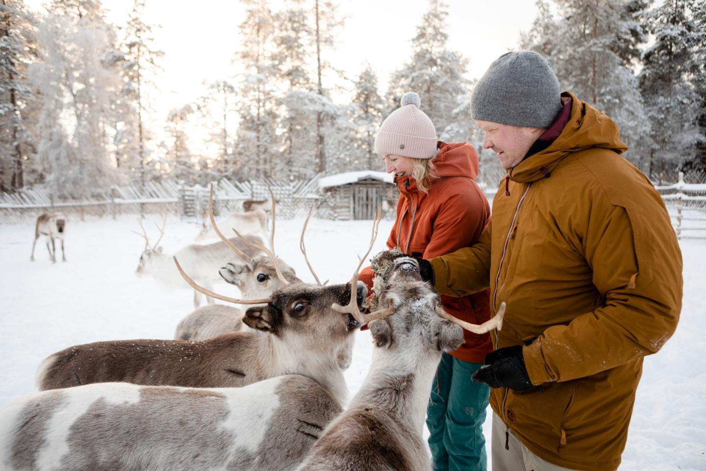 Reindeer at Pyha